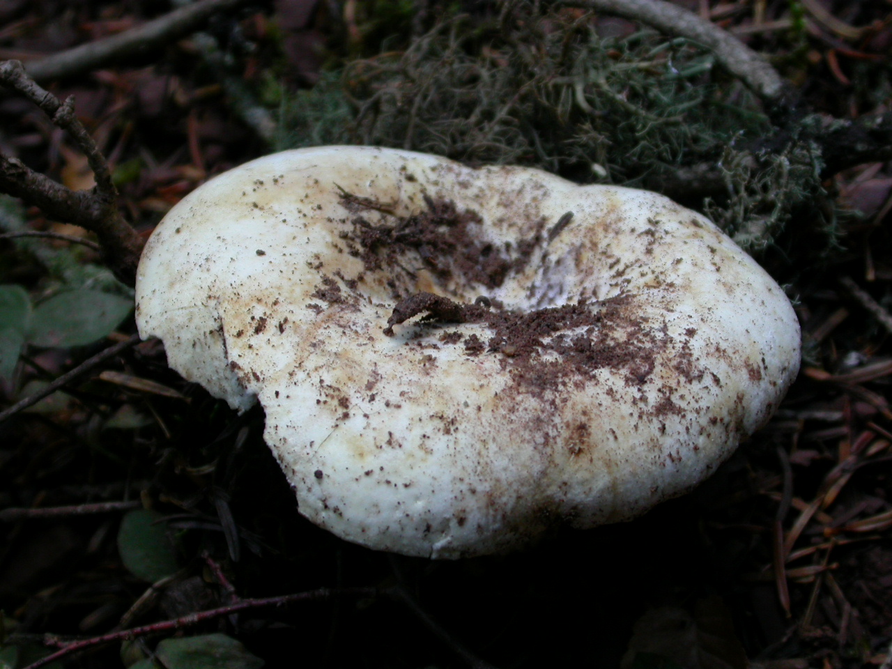 Yeryaran, Acı Mantar, Hırtı - Russula delica